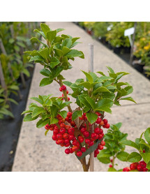 Ilex x meserveae Heckenfee (3lt)