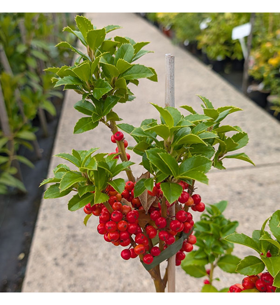Ilex x meserveae Heckenfee (3lt)