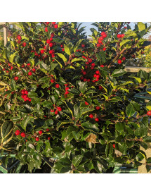 Ilex x meserveae Blue Princess (1m standards) (7.5lt)
