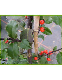 Ilex x meserveae Blue Princess (1m standards) (7.5lt)