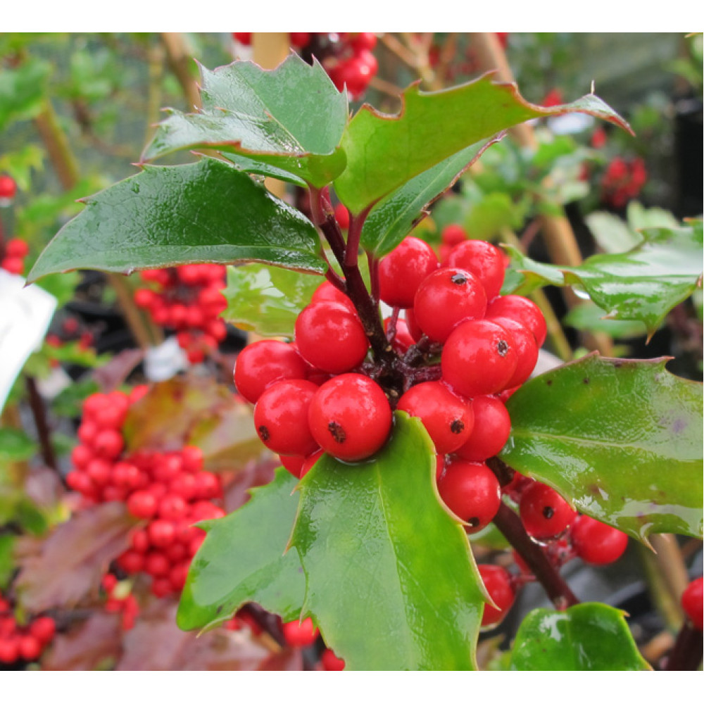 Ilex x meserveae Blue Princess (3lt) Ilex x meserveae Blue Princess (3lt)