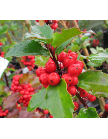 Ilex x meserveae Blue Princess (3lt)