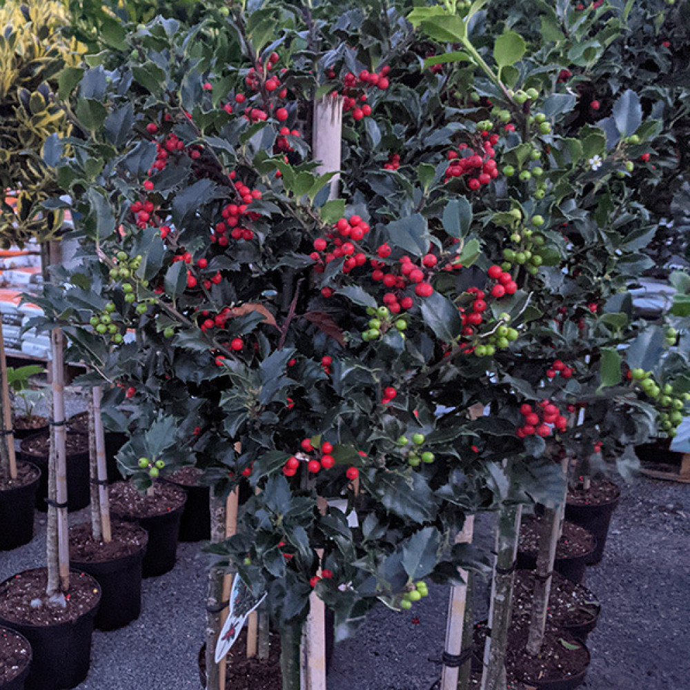 Ilex x meserveae Blue Princess (1m standards) (7.5lt)
