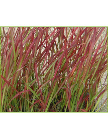Imperata cylindrica Rubra (1lt)