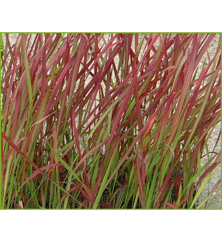 Imperata cylindrica Rubra (1.5lt)