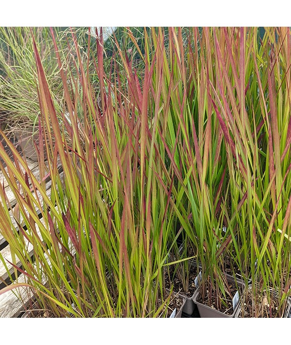 Imperata cylindrica Rubra (1lt)