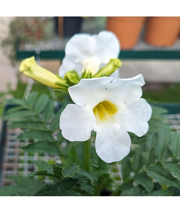 Incarvillea delavayi Snowtop (3lt)