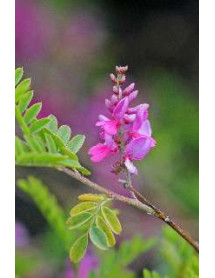 Indigofera heteranthan (10lt)