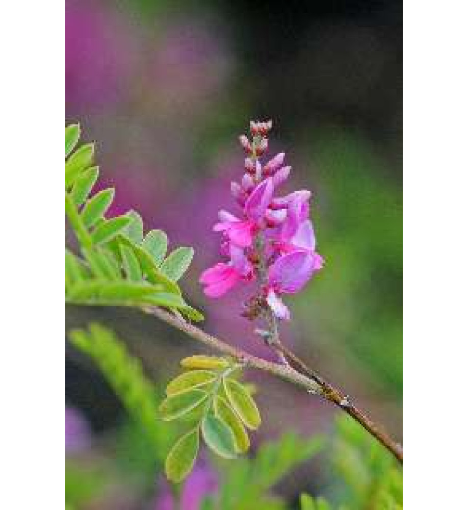 Indigofera heteranthan (10lt)