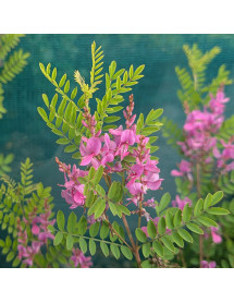 Indigofera heteranthan (10lt)