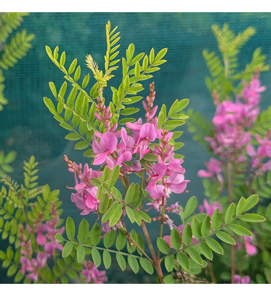 Indigofera heteranthan (10lt)