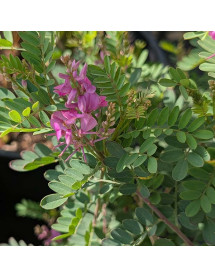 Indigofera heterantha (7.5lt)