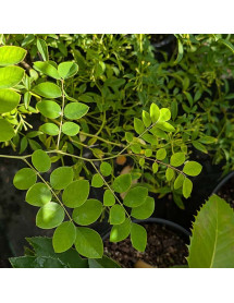 Indigofera kirilowii (5lt)