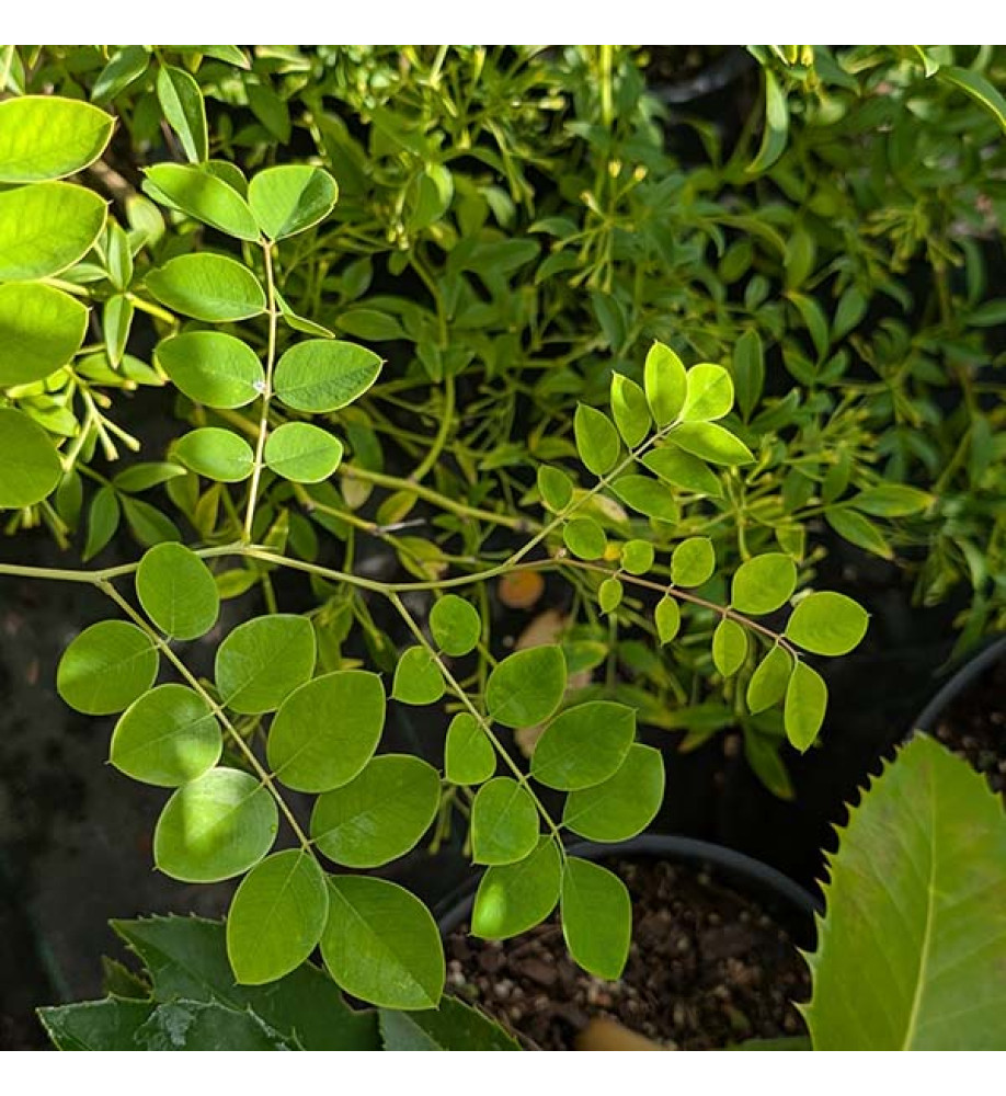 Indigofera kirilowii (5lt)