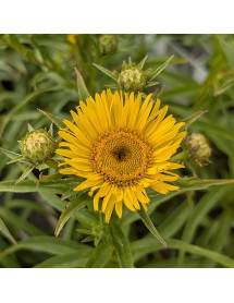 Inula ensifolia (1lt)
