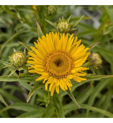 Inula ensifolia (1lt)