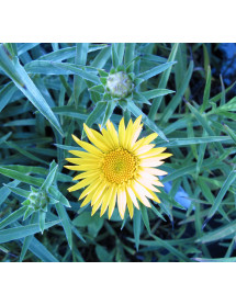 Inula ensifolia (1lt)