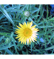 Inula ensifolia (1lt)