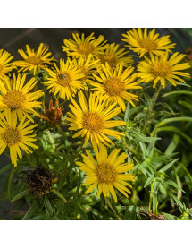 Inula ensifolia (1lt)