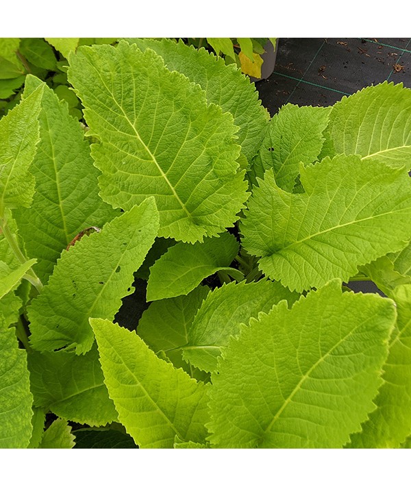 Inula magnifica (3lt)