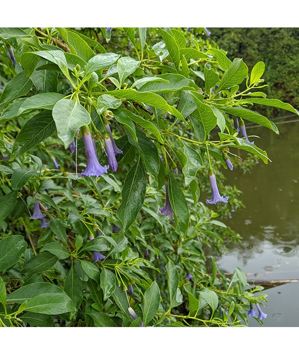 Iochroma australe (AKA Eriolarynx australis) (3lt)