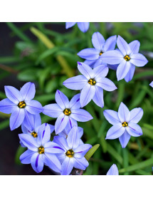 Ipheion uniflorum Wisley Blue (1 x bulb)