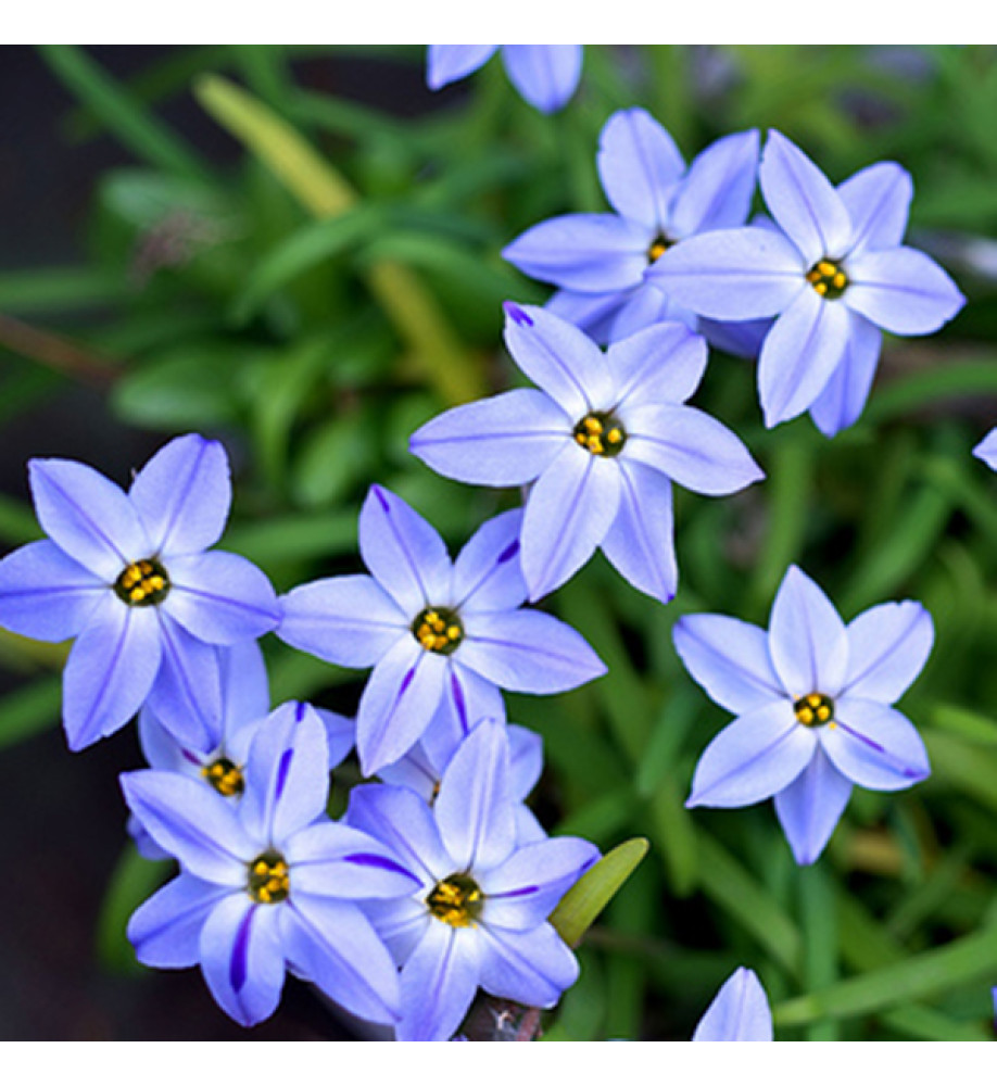 Ipheion uniflorum Wisley Blue (1 x bulb)