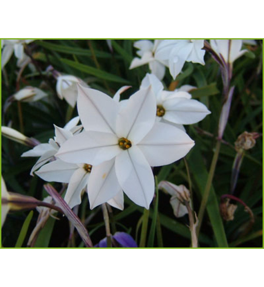 Ipheion Alberto Costello (1 x bulb)