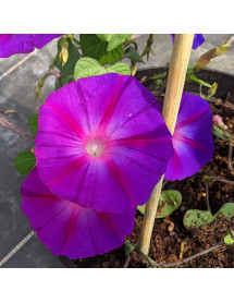 Ipomoea Kniola's Black (1lt) Ipomoea Kniola's Black (1lt)