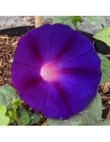 Ipomoea Kniola's Black (1lt)