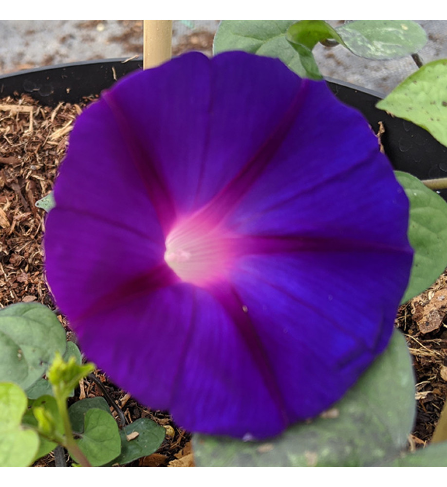Ipomoea Kniola's Black (1lt)