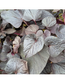 Ipomoea Sweetheart Jet Black (1lt)