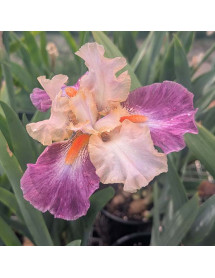 Iris Au Sommet (TB) (2lt)