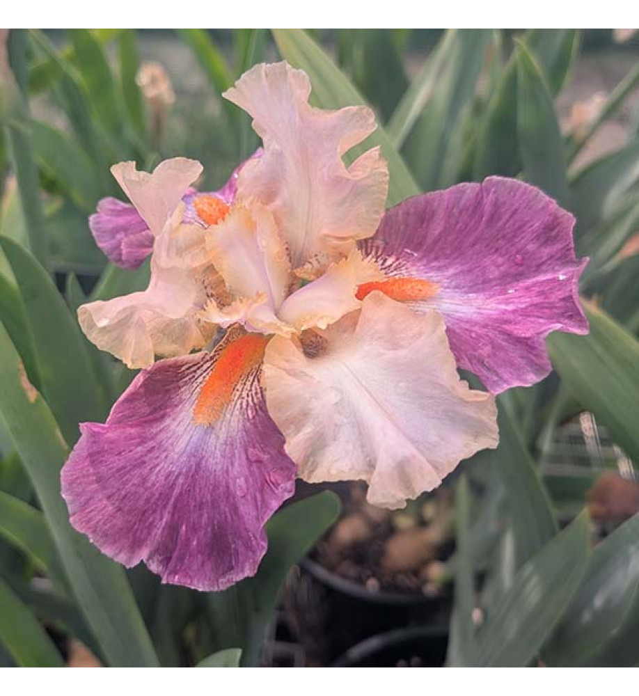Iris Au Sommet (TB) (2lt)