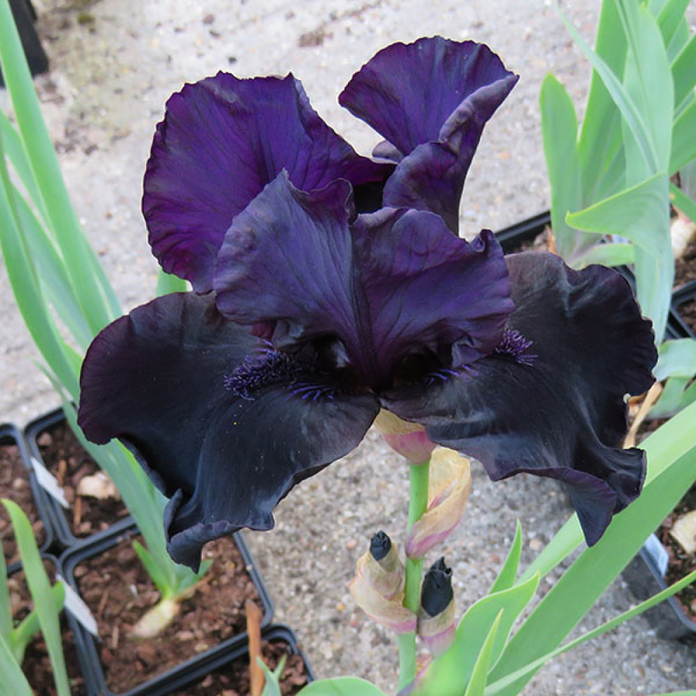 Iris Before the Storm (TB) (1.5lt)