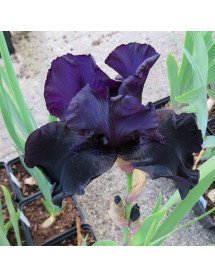 Iris Before the Storm (TB) (1.5lt)