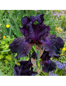 Iris Before the Storm (TB) (1.5lt) Iris Before the Storm (TB) (1.5lt)