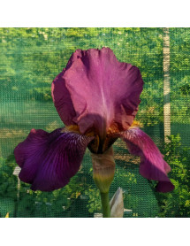 Iris Benton Menace (TB) (2lt)