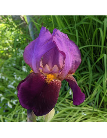 Iris Benton Storrington (TB) (2lt)