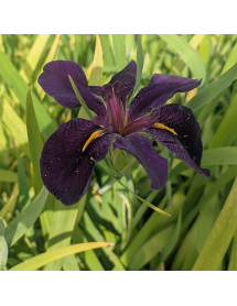Iris Black Gamecock (La) (2lt) Iris Black Gamecock (La) (2lt)