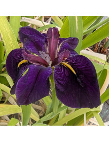 Iris Black Gamecock (La) (2lt)