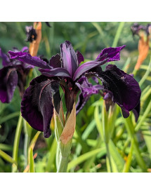 Iris chrysographes Black Knight (2lt)