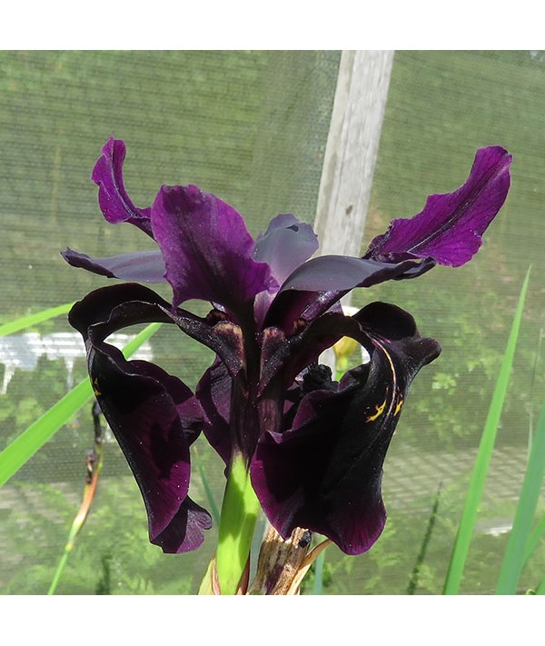 Iris chrysographes (2lt) Iris chrysographes (2lt)
