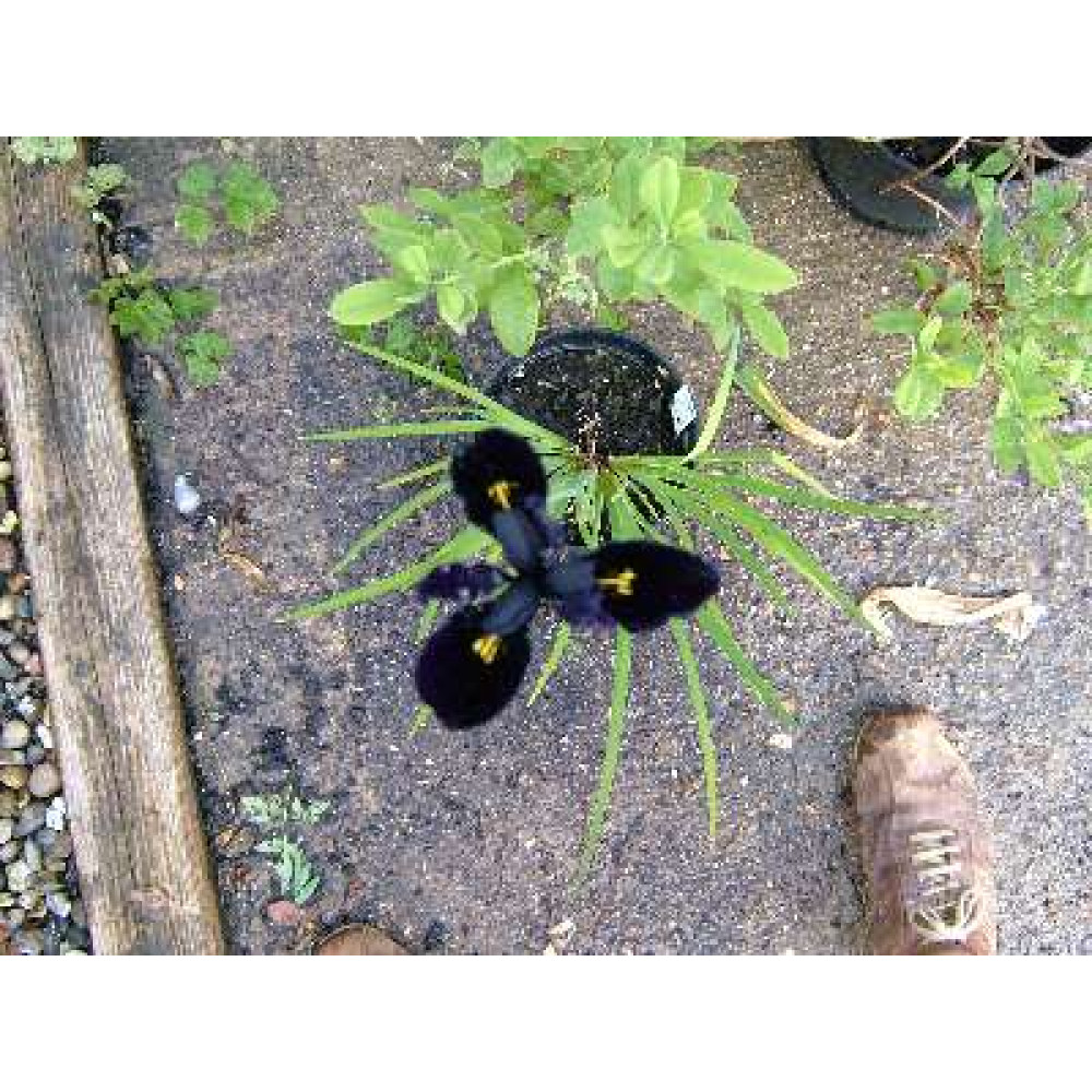 Iris chrysographes Black Form (1.5lt)