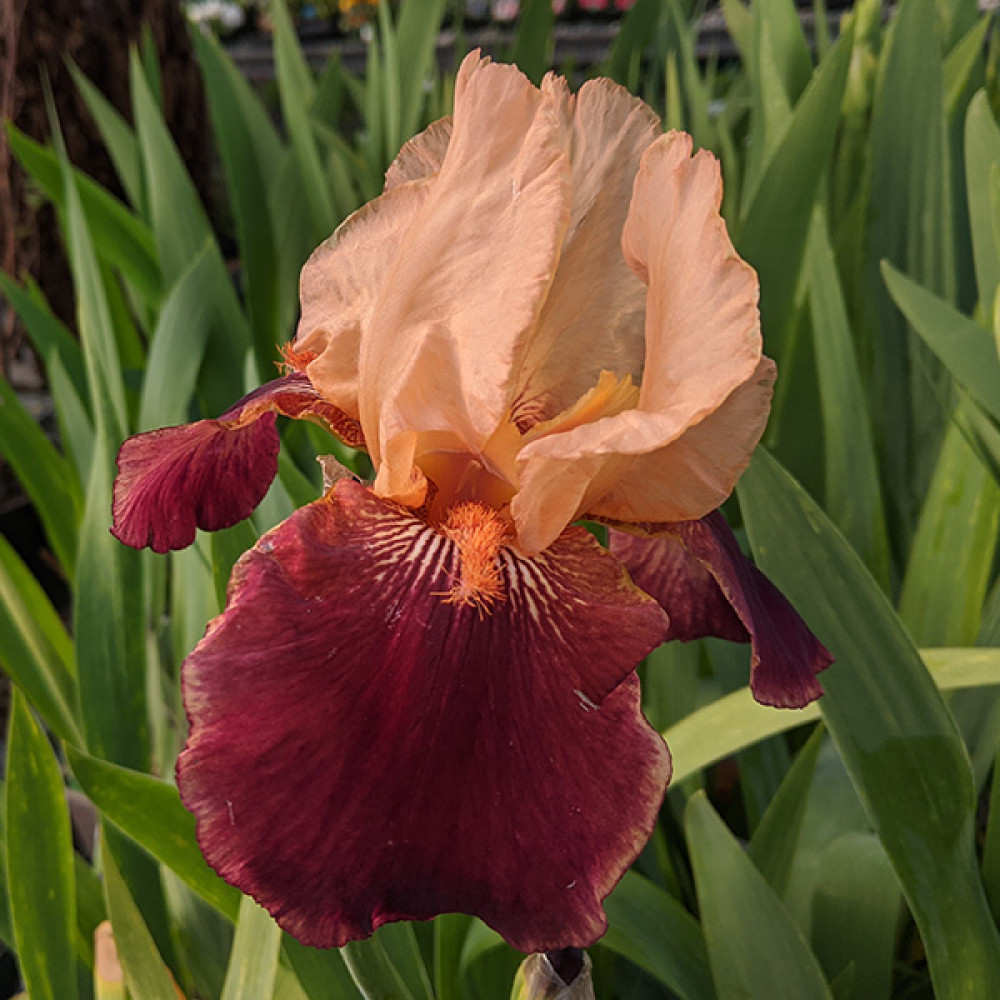 Iris Cimarron Strip (1lt)