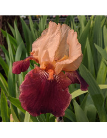 Iris Cimarron Strip (1lt)