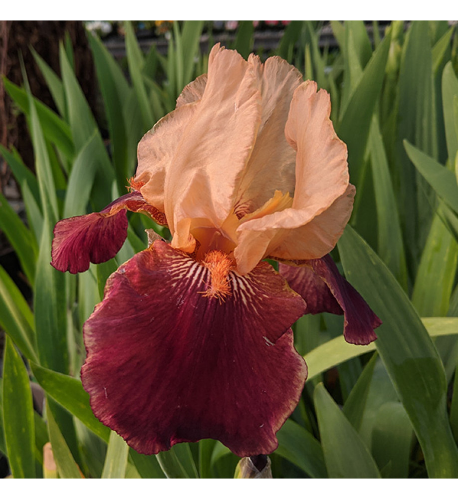 Iris Cimarron Strip (1lt)