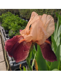 Iris Cimarron Strip (1lt)