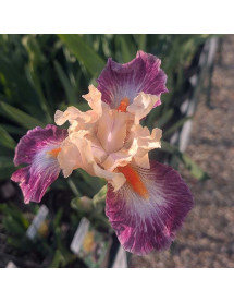 Iris Comme un Sourire (TB) (2lt) Iris Comme un Sourire (TB) (2lt)
