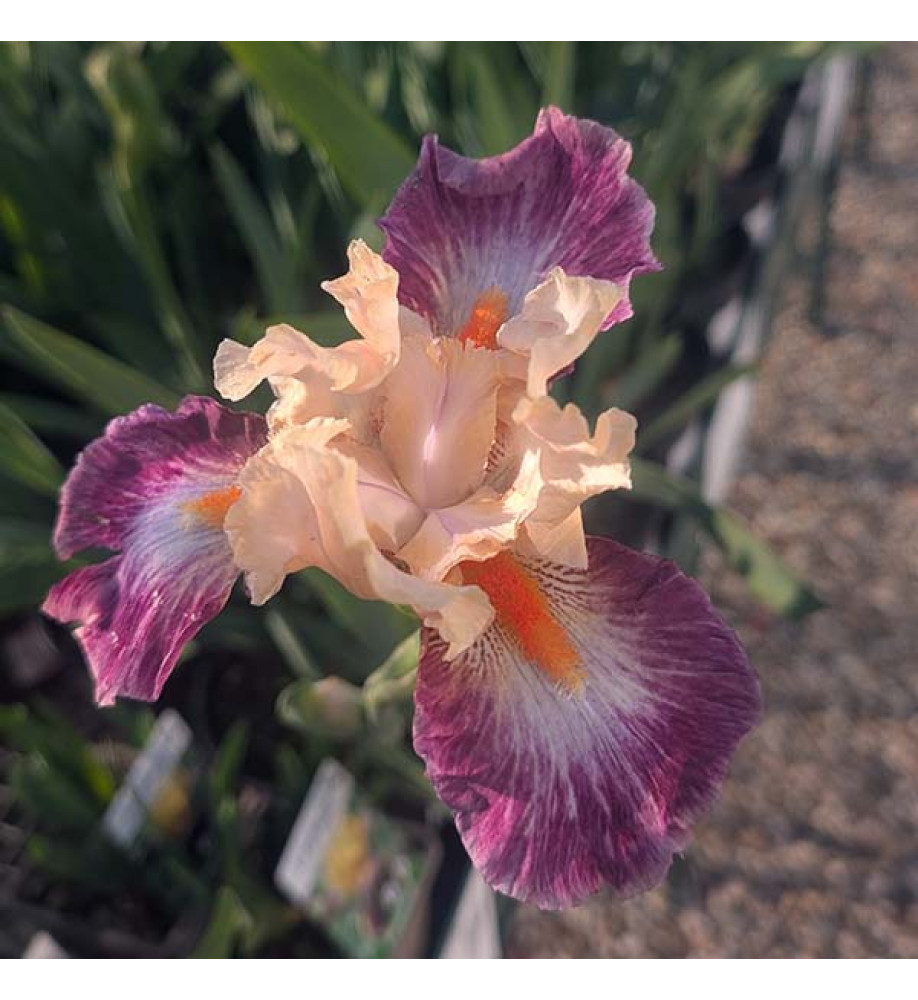 Iris Comme un Sourire (TB) (2lt)